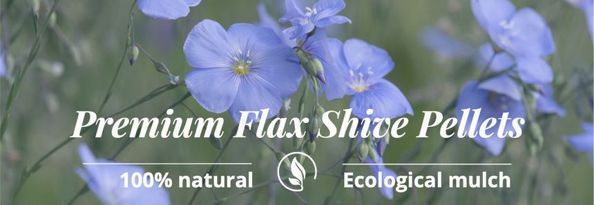 Flax flowers